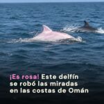 🐬🩷 ¿Un delfín rosita?