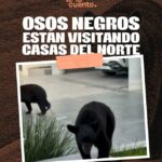 ¿Te imaginas encontrarte un oso negro en tu jardín? ¡Pues en algunas c…