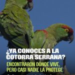 Un equipo de investigadores le siguió la pista a la cotorra serrana oc…
