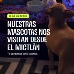 ¿Ya pusiste tu altar? ¡Este 27 de octubre también hay lugar para los l…